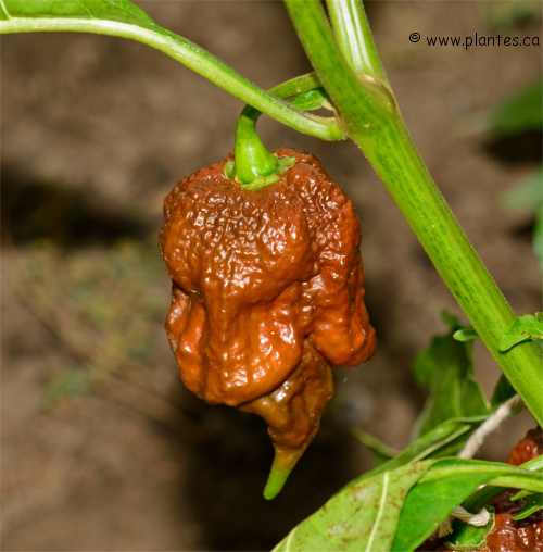 Photo de piment fort (Scorpion)