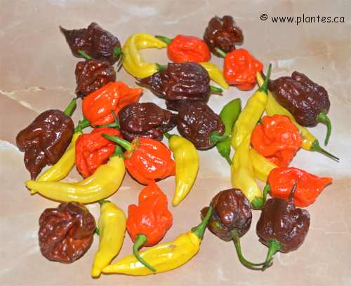 Photo de piments forts