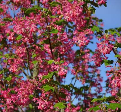 Photo de Groseillier � fleurs - Ribes sanguineum