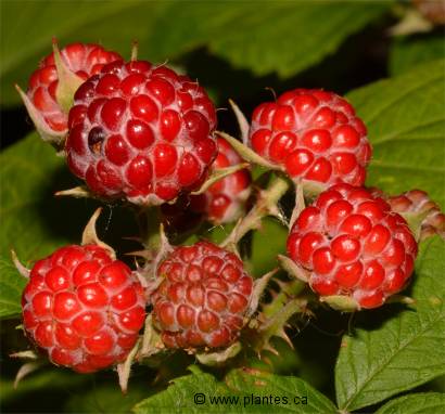 Photo de framboises - Rubus idaeus