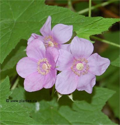 Photo de fleurs de Ronce odorante - Rubus odoratus