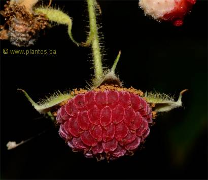 Photo de fruit de Ronce odorante - Rubus odoratus