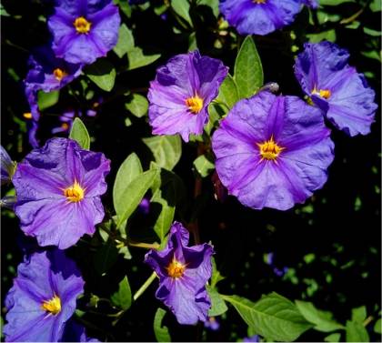 Photo d'Arbre � gentiane - Solanum rantonnetii