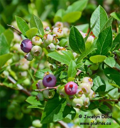 Photo de bleuet en corymbes - Vaccinium corymbosum
