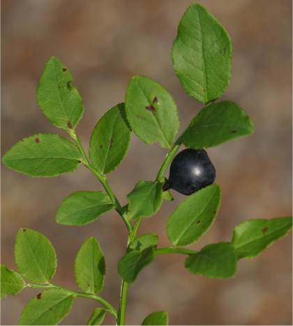 Photo de Myrtille - Vaccinium myrtillus