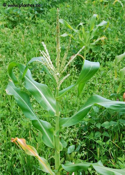 Photo de ma�s commun - Zea mays