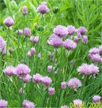 Allium schoenoprasum - Photo de Ciboulette