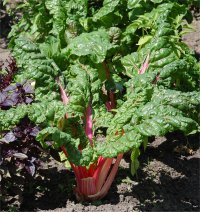 Photo de bette � carde - Beta vulgaris cicla