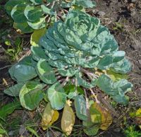 Brassica oleracea gemmifera - Photo de Chou de bruxelles