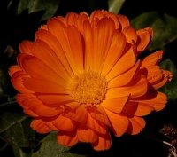 Photo de souci des jardins - Calendula officinalis