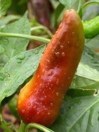 Capsicum annuum - Photo de piment