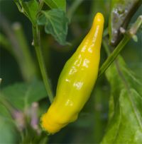 Capsicum baccatum x aji - Photo de piment p�ruvien cultivar aji