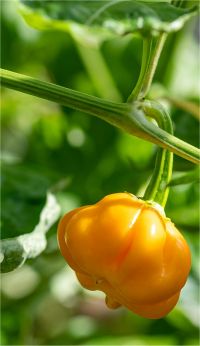 Capsicum chinense - Piment habanero