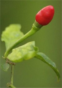 Capsicum frutescens - Photo de piment cayenne