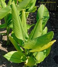 Photo de Safran des Indes - Curcuma longa