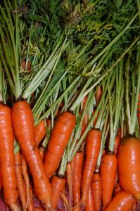 Photo de carottes - Daucus carota