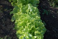 Photo de laitue en feuilles - Lactuca sativa crispa
