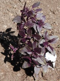 Photo de basilic - Ocimum basilicum