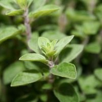 Photo d'origan - Origanum vulgare