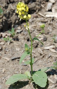 Photo de radis sauvage - Raphanus raphanistrum