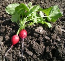 Photo de radis - Raphanus sativus