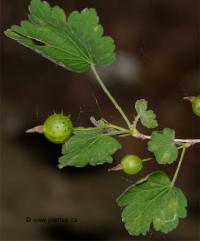 Photo de groseiller � maquereaux - Ribes grossularia
