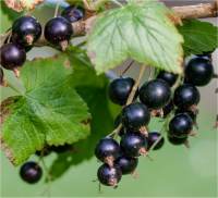 Cassissier - Ribes nigrum