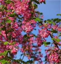 Cassissier � fleurs - Ribes sanguineum