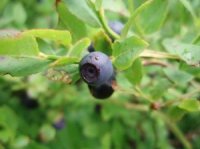 Photo de bleuetier (bleuet) - Vaccinium angustifolium