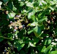 Photo de bleuetier g�ant - Vaccinium corymbosum