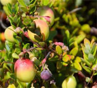 Photo de canneberge - Vaccinium macrocarpon