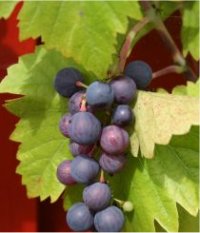 Vitis Riparia - Photo de vigne des rivages