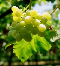 Vitis Vinifera - Photo de vigne � raisins