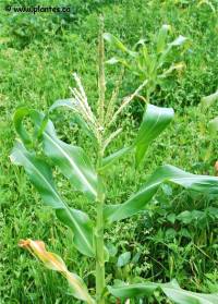 Photo de ma�s commun - Zea mays