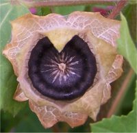 Photo d'une capsule de fleur mature