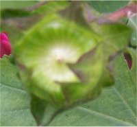 Phot d'une capsule de fleur pr�coce