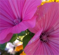 Photo de fleur f�cond�e