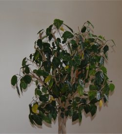 Photo de l'hibiscus apr�s la taille