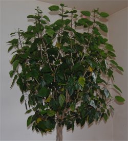 Photo d'hibiscus d'int�rieur avant la taille