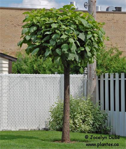 Catalpa apr�s une taille agressive