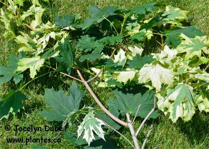 Tailler les branches des hybrides