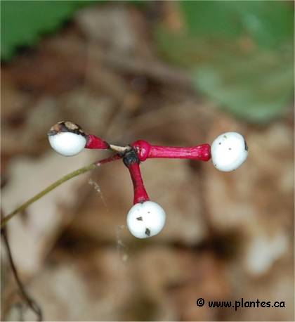 Photo des fruits d'Act�e � gros p�dicelles - Actaea pachypoda