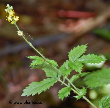 Photo d'Aigremoine � s�pales crochus - Agrimonia gryposepala