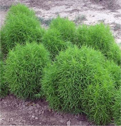 Photo de Kochie � balais - Bassia scoparia
