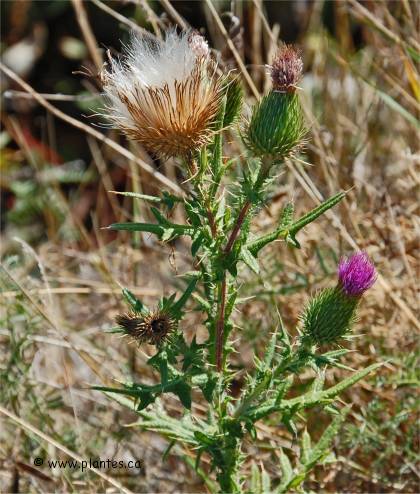 Photo de Chardon vulgaire - Cirsium vulgare