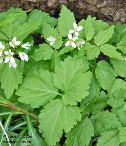 Photo de Dentaire � deux feuilles - Dentaria diphylla
