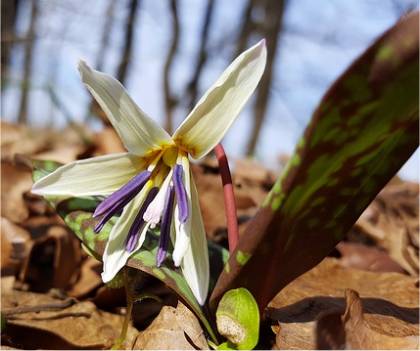 Photo d'�rythrone dent de chien - Erythronium dens-canis