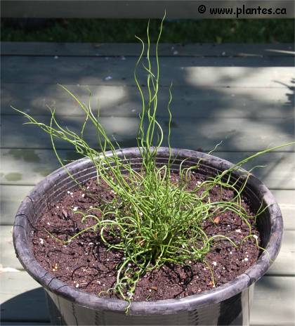 Photo de Jonc �pars spiral� - Juncus effusus 'spiralis'