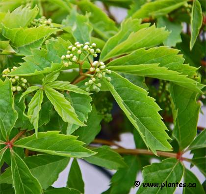 Photo de Vigne vierge vraie - Parthenocissus quinquefolia
