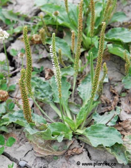 Photo de grand plantain - Plantago major